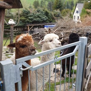 Unserer Alpakas Horst, Max und Rudi